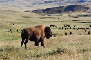 Bison are grasss fed and is a much healthier choice than beef. 